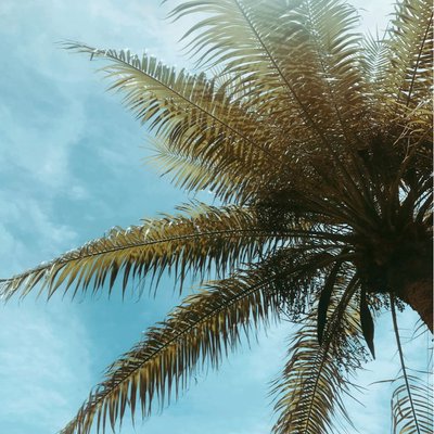 🌴 