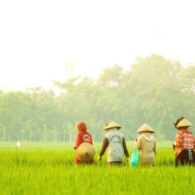 Petani Padi