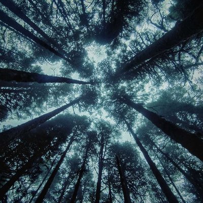 Lost in Woods
