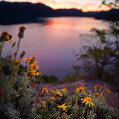Sunset Flower