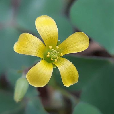 Daun asam kecil (Oxalis corniculata)