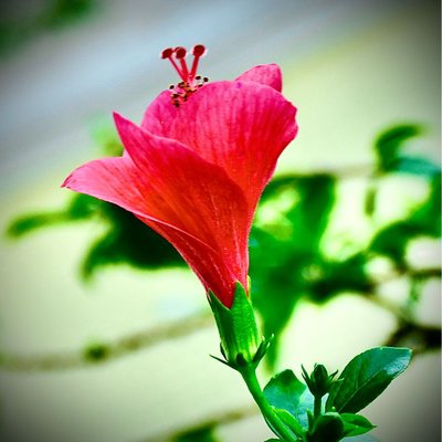 Gudhal ka phool (hibiscus flower)