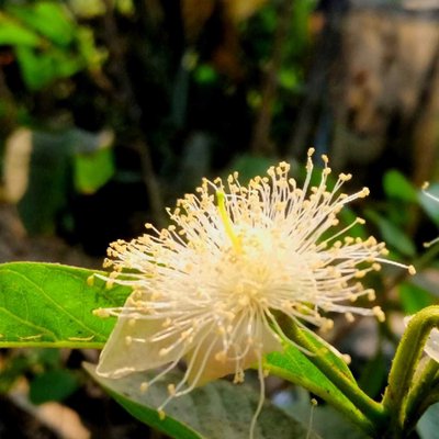 Flowers Beauty 