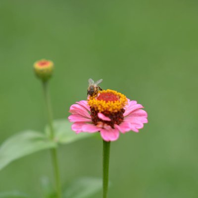 bEE on the flower 