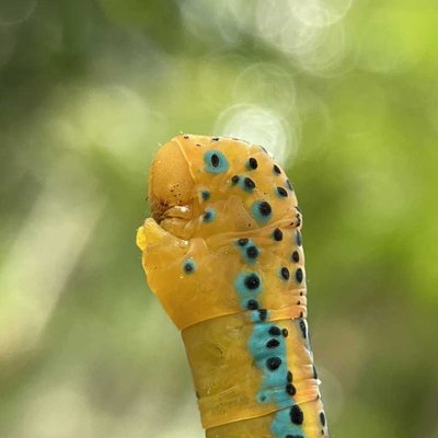 mobile macro photography 