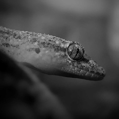 lizard 