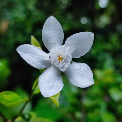 Wrightia antidysenterica