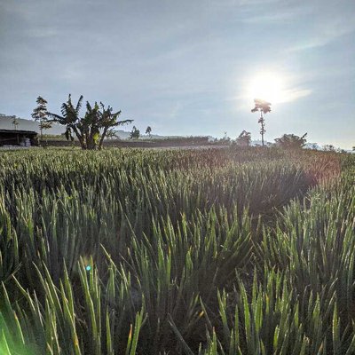 Daun Bawang 