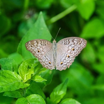 Junonia Atlites (Butterfly)