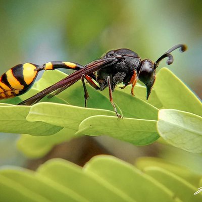 Potter wasps