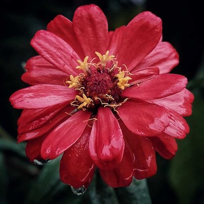 Bunga Zinia