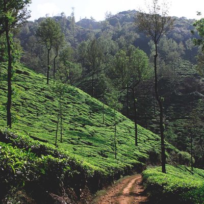 kelagur tea estate 🍃