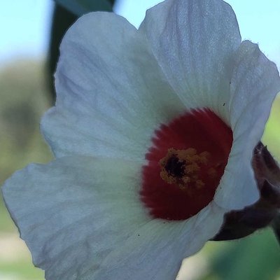Rosela