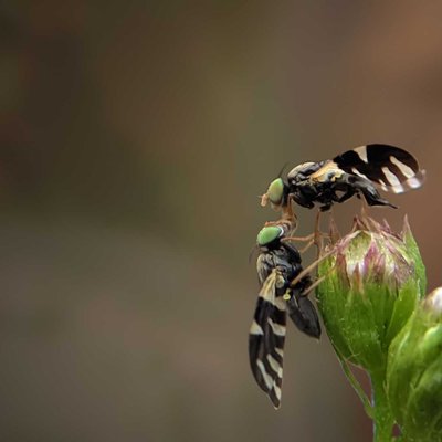 UROPHORA