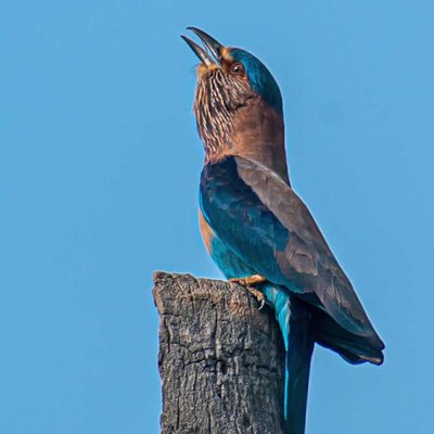  Indian Roller 💙