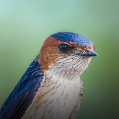 swallow 