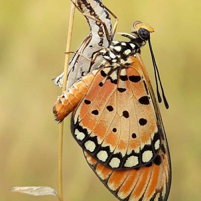 Acraea terpsicore