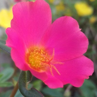 Bunga Krokot atau Portulacacea
