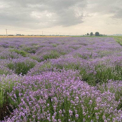 Polish Provence 💜