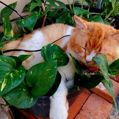 Si orange