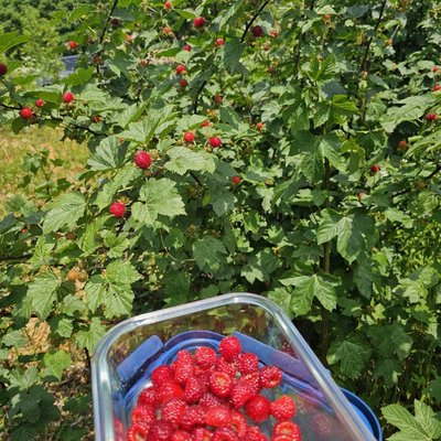 산딸기 따기 Picking wild strawberries
