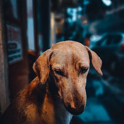 STREET DOG