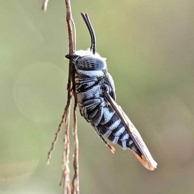 Coelioxys