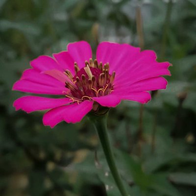 bunga Zinnia
