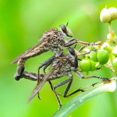 Black Robberfly