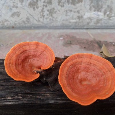 Mushroom