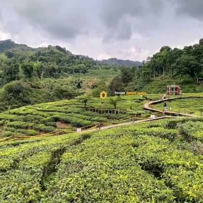 Hamparan Kebun Teh