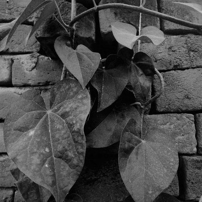 BnW 🍀