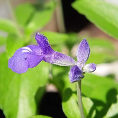 Savia lycioides