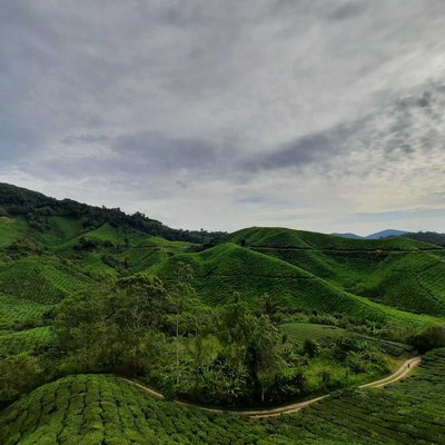 Ladang teh boh Cameron Highland
