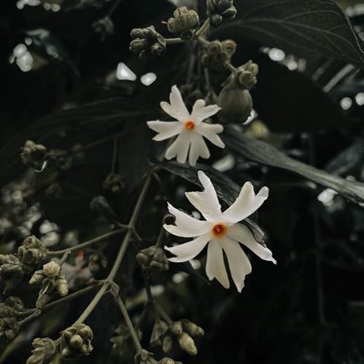 Parijatham flowers🤍