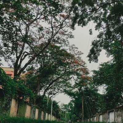 Token from Onset of Monsoon🌻