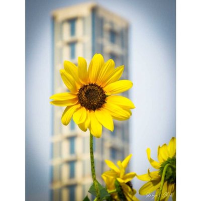 Sunflower and The 42❤️