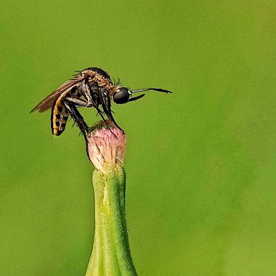 Toxophora amphitea