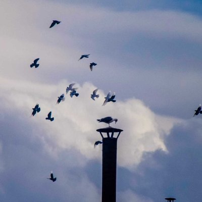 🕊️🪽