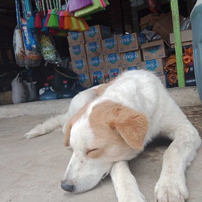 dog