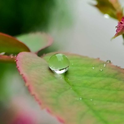 macro photography 