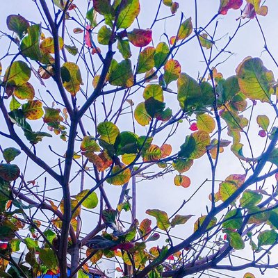 winter morning 🍂🌿