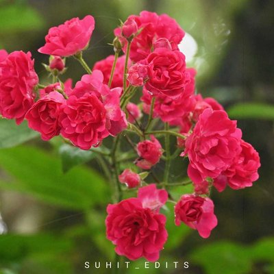 China Rose