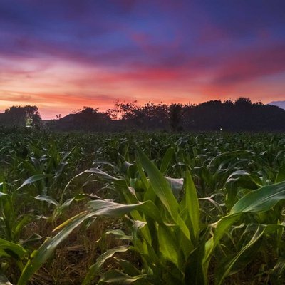 ladang jagung