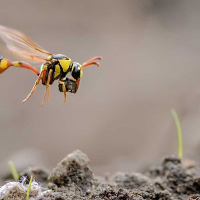 flying yellow potter wasp