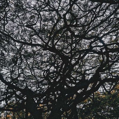 " psithurism "