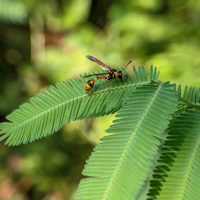 keindahan lebah 