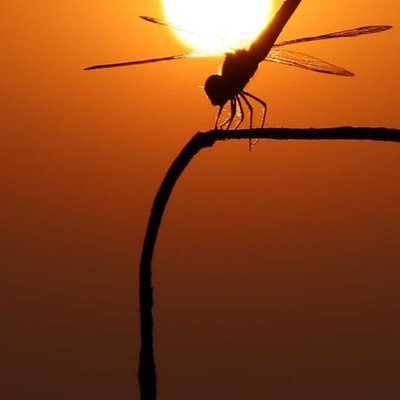 This dragonfly 😍 