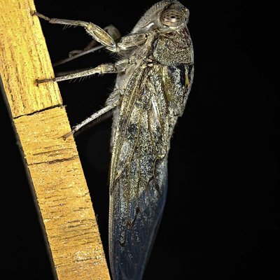 Rare insect for many