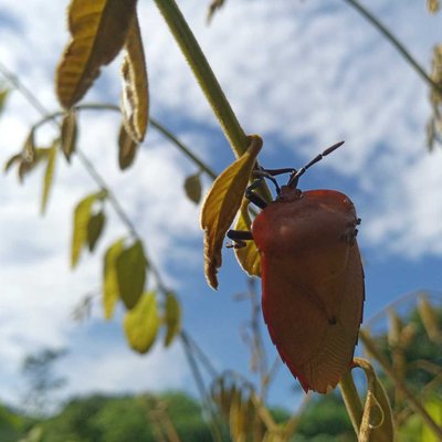 serangga